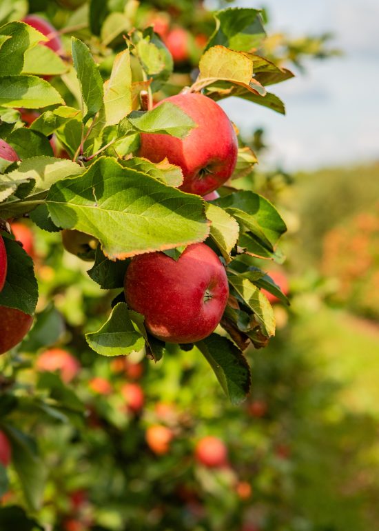 Ripe,Red,Apples,On,Tree,Branches,In,Orchard,Under,Sunlight Ripe,Red,Apples,On,Tree,Branches,In,Orchard,Under,Sunlight